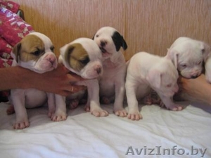 американский бульдог щенки,  есть выбор #40609