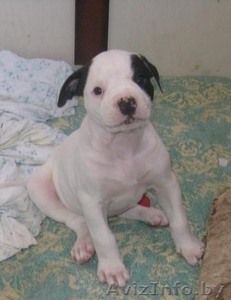 Щенки бульдога американского ждут хозяина #43550