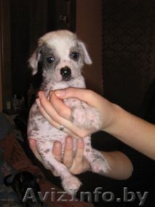 продаютмя щенки китайской хохлатой.  #46403