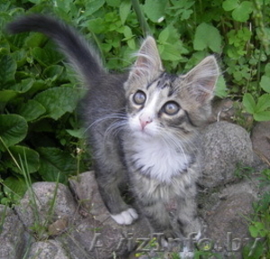 подарю замечательного котенка #41311