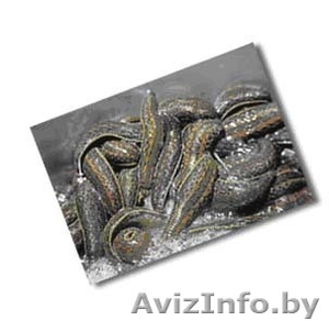 ПРОДАМ ПИЯВКИ МЕДИЦИНСКИЕ #46619