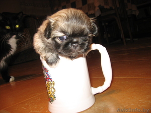 Продам щенка пекинеса #41138