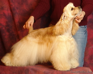 Американский кокер-спаниель #44883