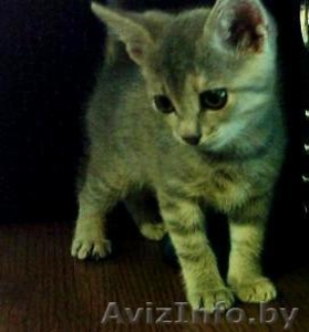 Подарю котенка (девочка) 1, 5 месяца #44346