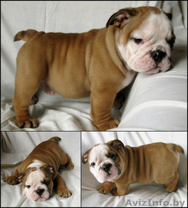 Английский бульдог #43557