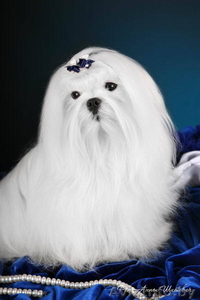 Мальтийская болонка #43492