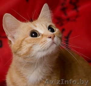 КОТЯТ ПОДАРЮ хорошим людям #41773