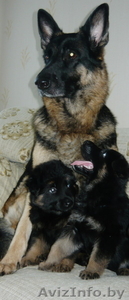 Продаю щенков немецкой овчарки!  #46607
