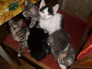 Котята в хорошие руки #37903