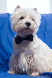 т хайленд уайт терьера щенки #43732