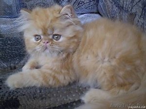 КОТЯТА ПЕРСИДСКИЕ #47173