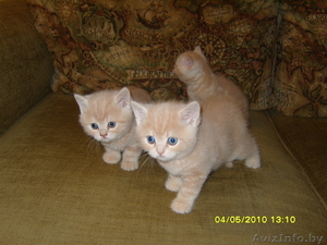 Элитные британские котята #43993
