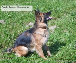 Щенки немецкой овчарки с отличной родословной #44646