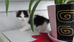 Милые пушистые комочки- котенки в дар! #43553