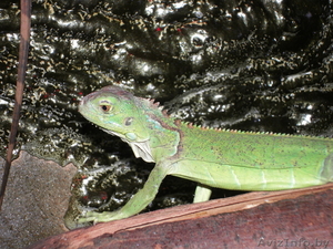 Ящерицы: зелёная игуана,  бородая агама #47071