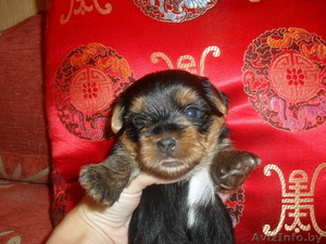 Йоркшский Терьер в Минске #46533