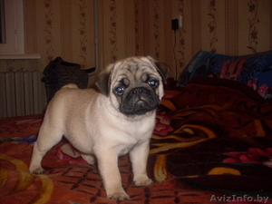 МОПС    СРОЧНО                 #43608