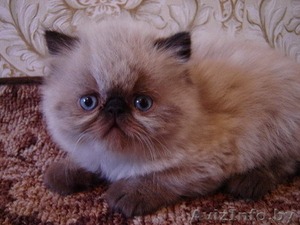 ЧУДЕСНЫЕ ПЕРСИДСКИЕ КОТЯТА #47177