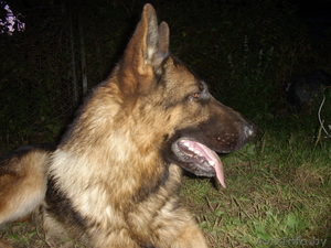 щенки немецкой овчарки #46191