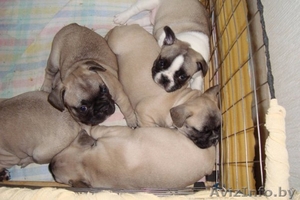 Щенки французского бульдога_ #44484