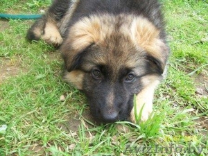 Немецкой овчарки щенки (девочки) #59638