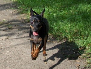 той-терьер,  девочка #56535