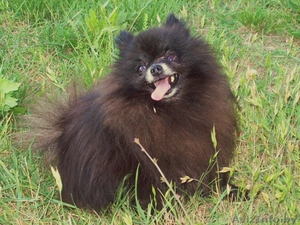  предлогается для вязки #59552