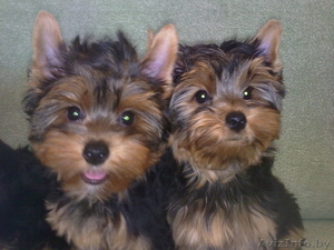 Щенки Йоркширского терьера,  девочки #51721
