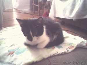 Отдам котёнка в хорошие руки #47571