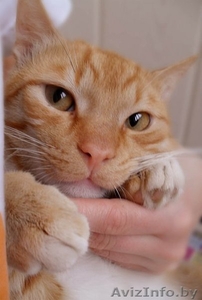 рыженький кот в дар #54300
