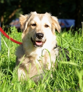 Молодая собака (7-8 мес) в дар #40527