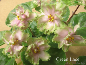 ФИАЛОЧКИ-СЕНПОЛИИ #57124