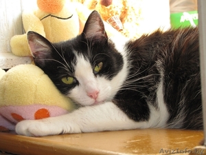 Классическая красавица - умница-скромница Мона ищет добрую семью - в дар #56980