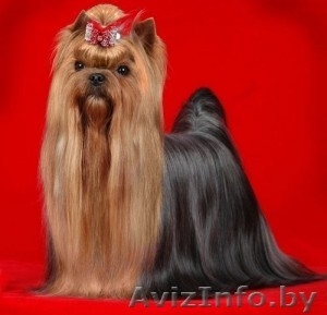 Готовятся к продаже щенки йоркширского терьера #59804