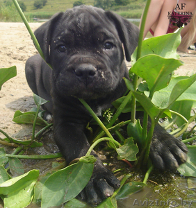 щенки кане-корсо  #59783
