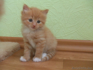 Рыжий котенок в дар #57138