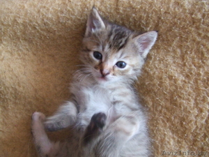 Котенок ищет себе новый дом #50613