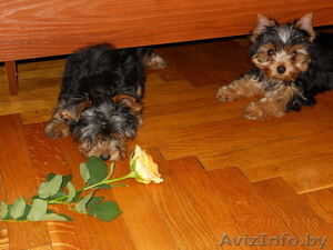 Самые очаровательные йоркширские щеночки! #48589