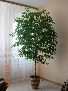 Фикус Бенджамина - дерево (029)7012423 #59687