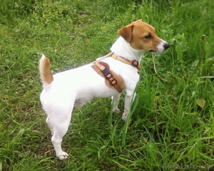 Ищу девочку джек рассела для вязки #48171