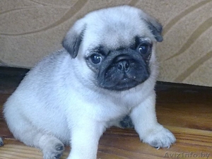 продам щенков мопса #59953