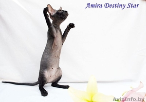  Донские сфинксы киевского питомника #59676