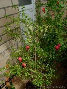 Гранат комнатный плодоносящий (029)7012423 #59735