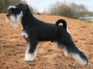 Черный с серебром цвергшнауцера щенки #57324