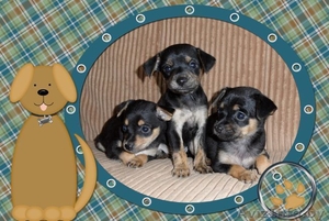 милые крошки тойчики #53371