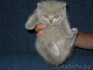 Отличные британские котята #59302