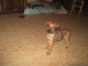 Продам щенка Доберман+Боксер #57391