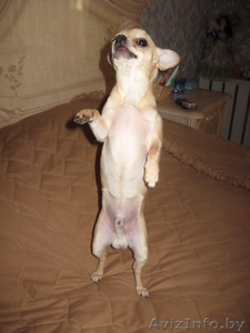 Предлагаем на вязку чихуахуа #50747