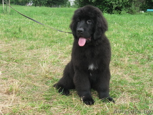 Ньюфаундленда щенки черного окраса #49710