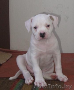 щенки американского бульдога ждут своего хозяина #47830